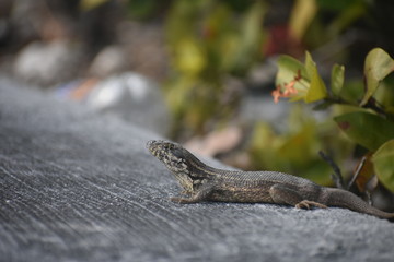 Bahamas Lizard