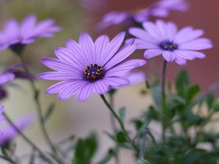 Obraz premium Margeriten violett 2