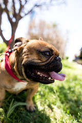 A portrait of a thoroughbred dog in nature