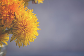 Fresh dandelions flowers on gray background with copy space, retro toned