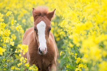Ponyfohlen im Raps