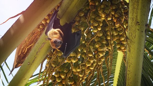 Wild Flying Fox Hanging from Palm Tree in the Maldives