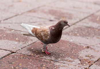 Dove on the sidewalk in the city