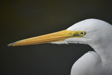 Portrait of a heron