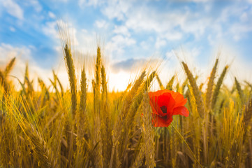 Red poppy in the background of a wheat field