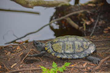A Yellow Bellied Slider (Trachemys scripta scripta) Turtle on the edge of a pond at the John S Taylor Park in Largo, Florida