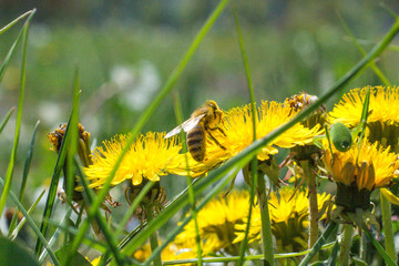Worker bee on the yellow dandelion