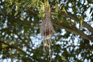 Nest
