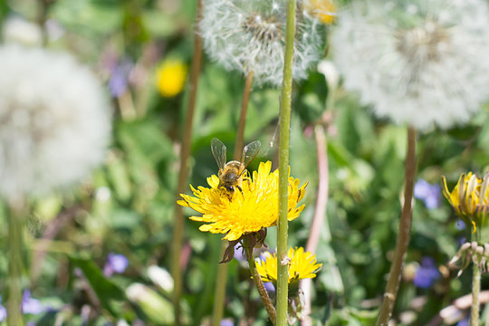 Worker bee on the yellow dandelion