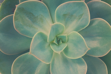 One fresh succulent green plant macro close up background, retro toned, kinfolk style