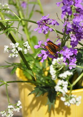  Fleurs d'été , vase, terrasse , papillon 