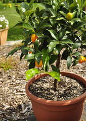 Kumquat dans le pot , Fortunella 