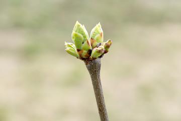 Chokeberry plant in early spring with unopened buds on twigs.