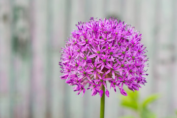 Obraz premium Album, blühender Zierlauch, Blüte