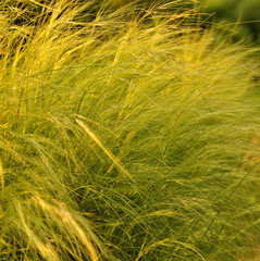 Graminées au coucher de soleil 