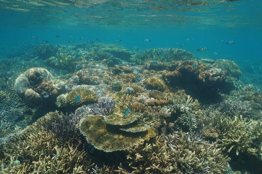 Healthy coral reef underwater with soft and stony corals in shallow water, lagoon of Grande-Terre island, New Caledonia, south Pacific ocean