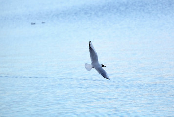 Outdoor landscape with Lake gull in the wedding coloring flying from left to right in the sky low above endless sea water surface side view closeup view