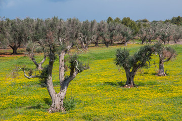 Infested olive trees (bacterium Xylella Fastidiosa), Salento, South Italy