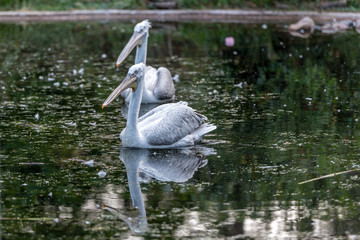 Two pelicans swim in the lake