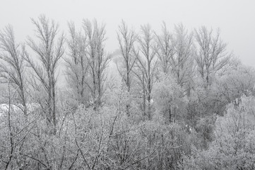 winter landscape - trees in frost