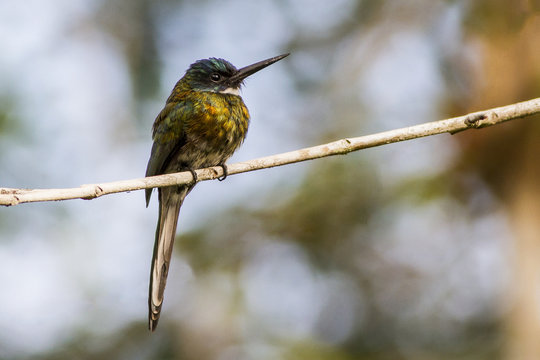 Bronzy Jacamar