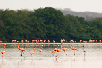 Obraz premium Caribbean Flamingo