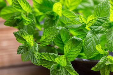 Fresh green mint