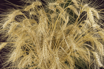 Ears of wheat on a dark background