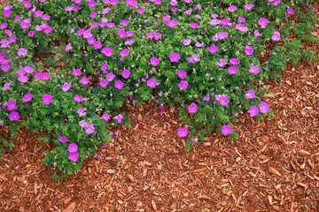 purple flower blooming in spring season on flowerbed 