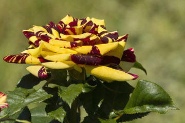 rosa variegata-Exposure