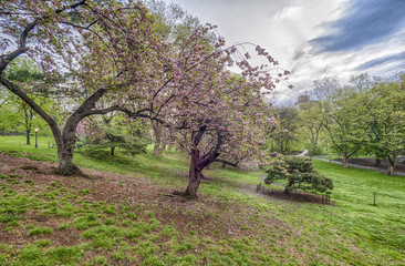 Central Park, New York City spring