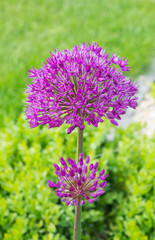 Fototapeta premium Zierlauch, Alium, Blüte