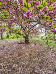 Central Park, New York City spring