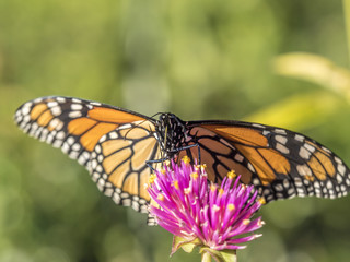  monarch butterfly (Danaus plexippus)