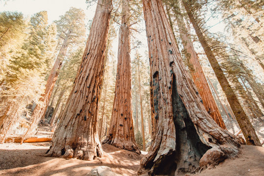 Tall Grove of Sequoias