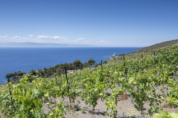 Fototapeta na wymiar Vista panoramica sul vigneto e le coste Siciliane sullo sfondo, isola di Vulcano - arcipelago delle Isole Eolie IT