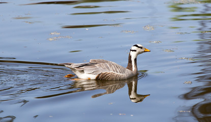 Ducks on the pond in the park