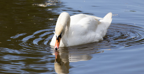 White swan on a pond in the park