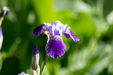 Beautiful blue iris flower in the nature