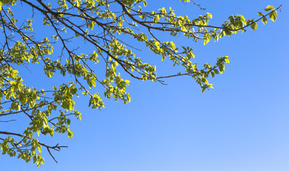 Green leaves at the top of the tree against the blue sky