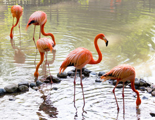 Pink flamingo on a pond in nature
