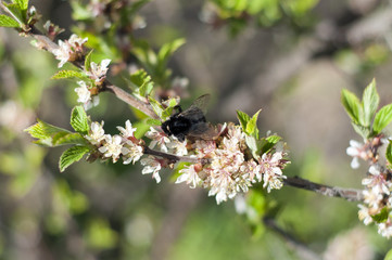 Bumblebee on a cherry branch gathers nectar from a flower.