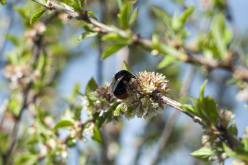 Bumblebee on a cherry branch gathers nectar from a flower.