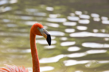 Pink flamingo on a pond in nature