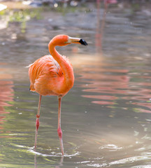 Pink flamingo on a pond in nature
