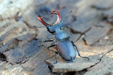 Hirschkäfer (Lucanus cervus)