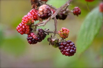 Juicy blackberries!