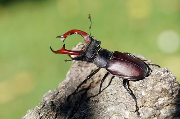 Hirschkäfer (Lucanus cervus)
