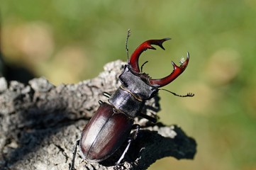 Hirschkäfer (Lucanus cervus)