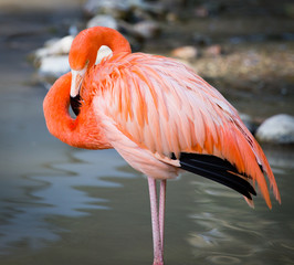 Pink flamingo on a pond in nature